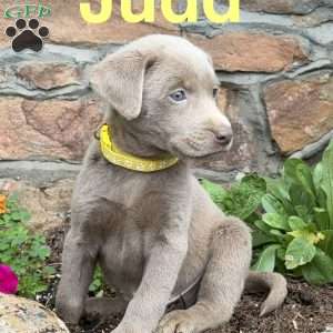 Judd, Silver Labrador Retriever Puppy